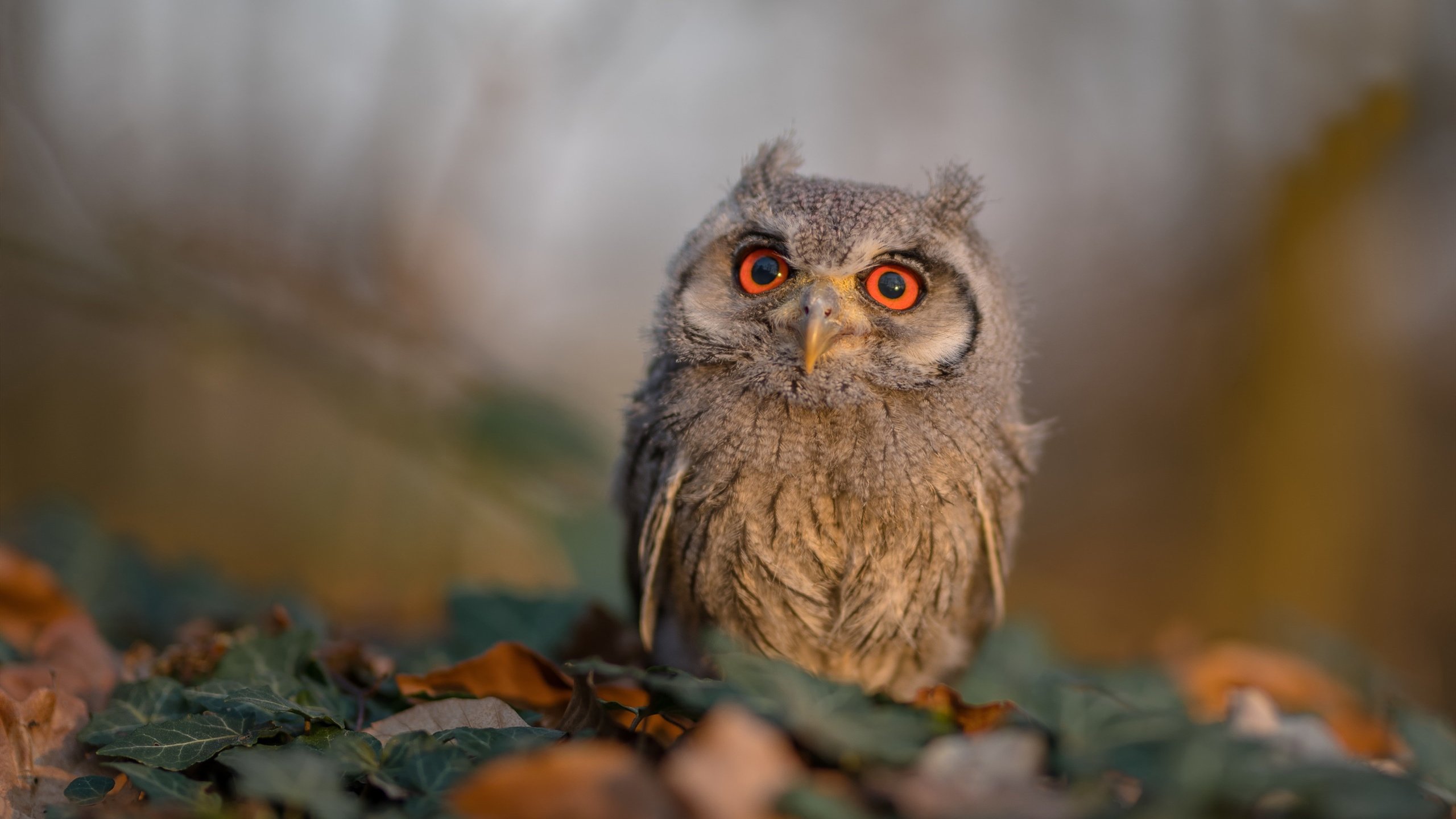 开云体育入口-火箭狂胜新疆，欧文英超封神，当跨界胜利点燃体育的狂欢与想象