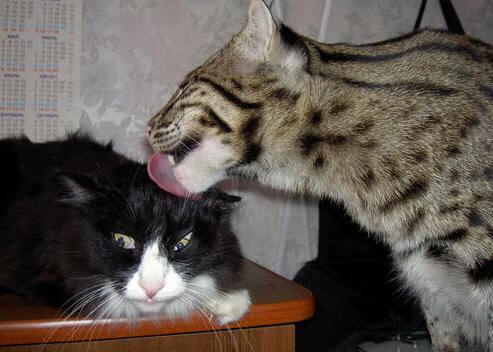 极速对铁壁，从F1新赛季启幕到活塞队古典防守的战术复兴